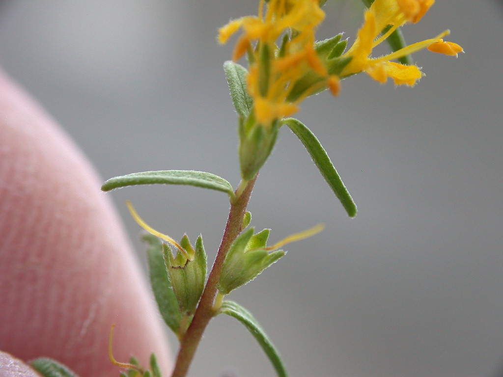 Odontites luteus / Perlina gialla